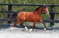 Vente de cheval : odrey lgs